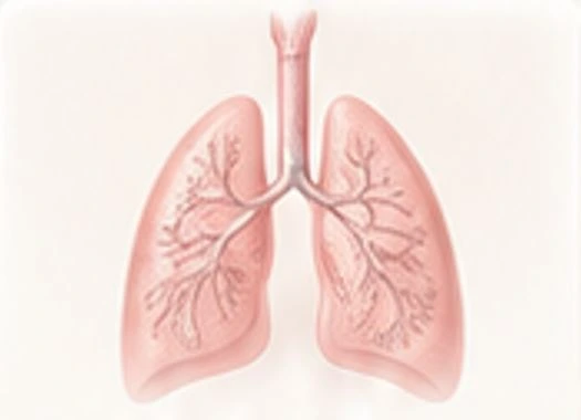 Respiratory system illustration