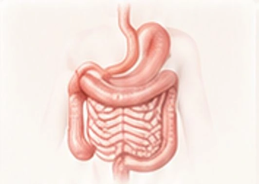 Digestive system illustration