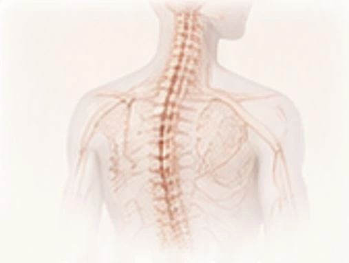 Musculoskeletal system illustration