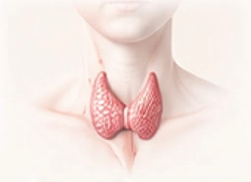 Thyroid gland illustration