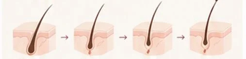 Hair and scalp close-up illustrating hair growth